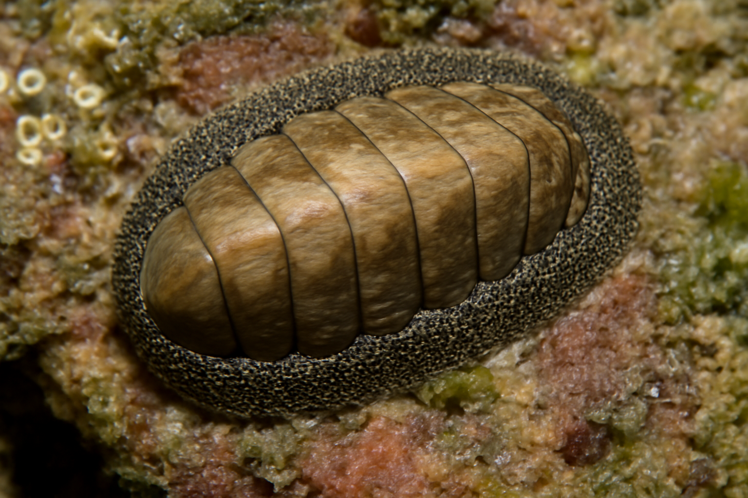 Tui Chiton