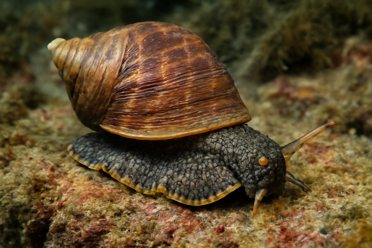 New Zealand Gastropod