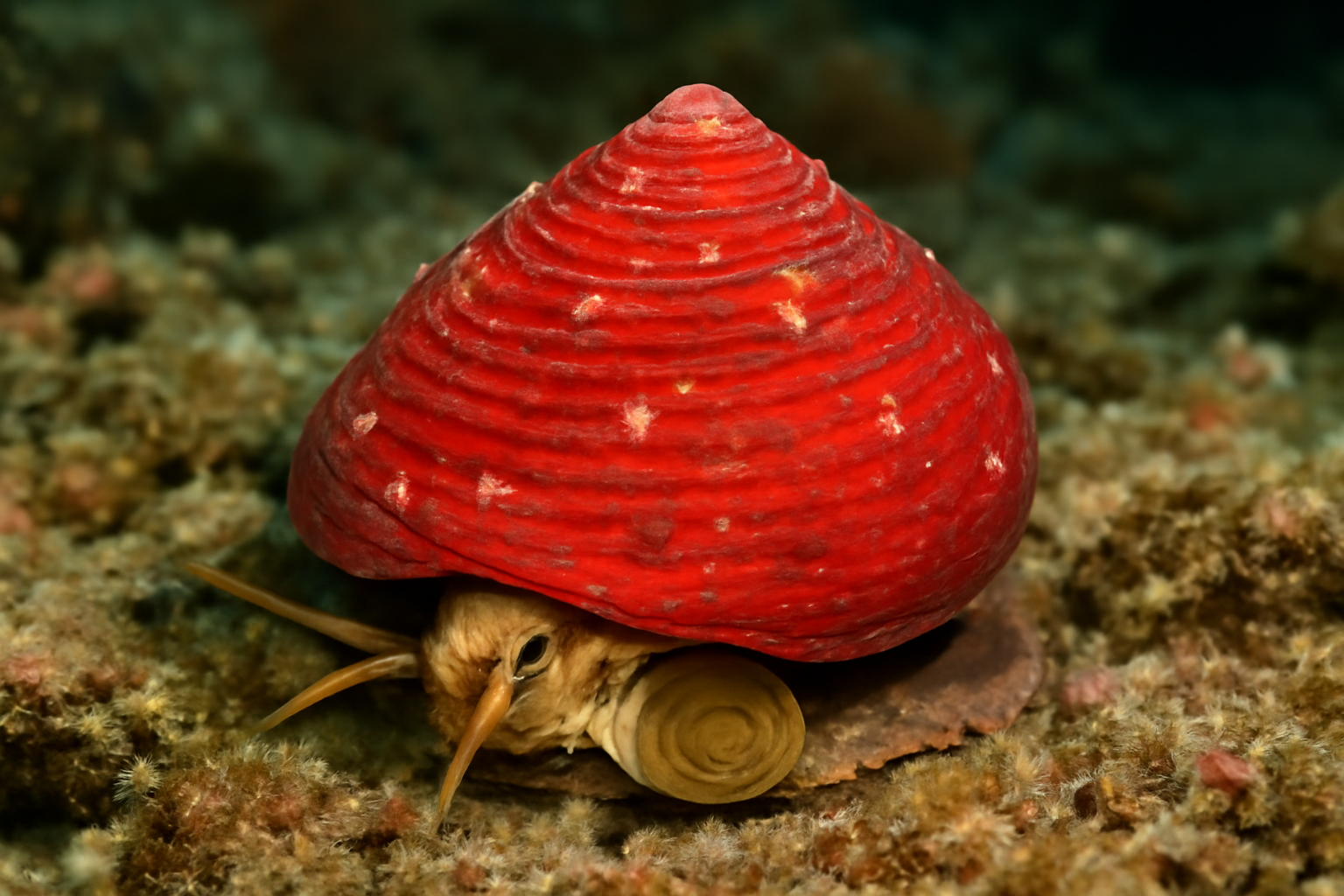 Red Turban Snail