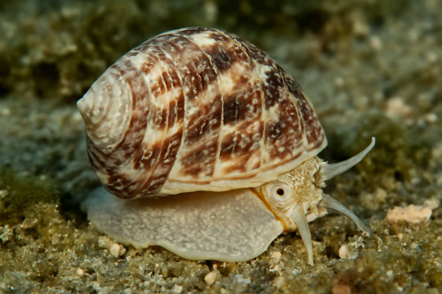 Dwarf Turban