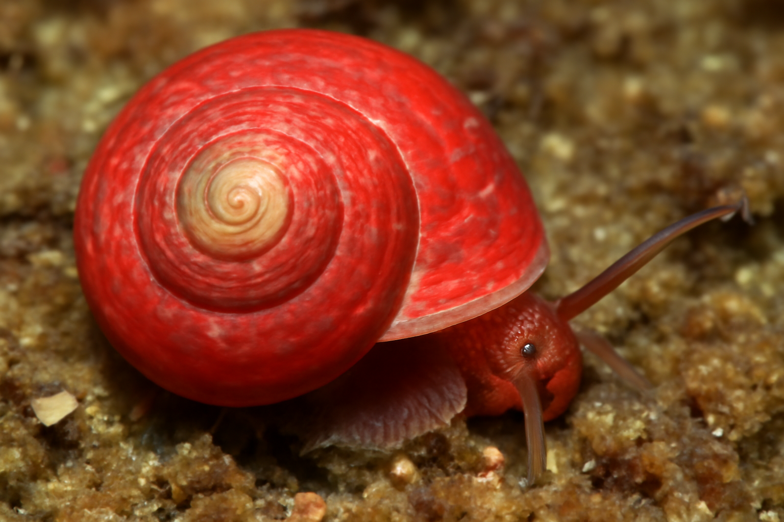 Leptothyra Rubra