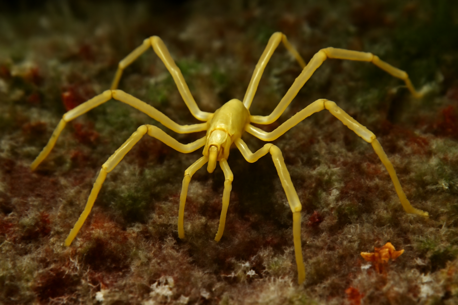 Polar Sea Spider