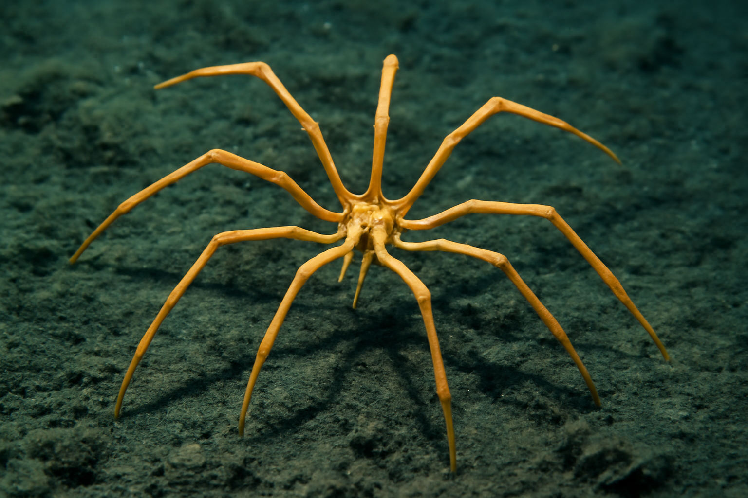 Deep Sea Spider