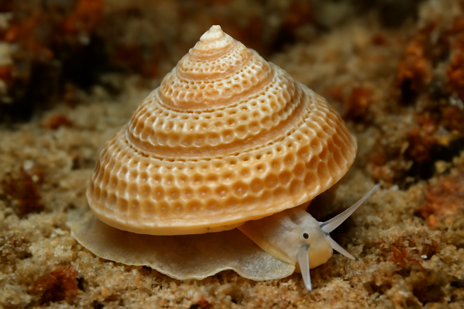 Calliotropis alveolata