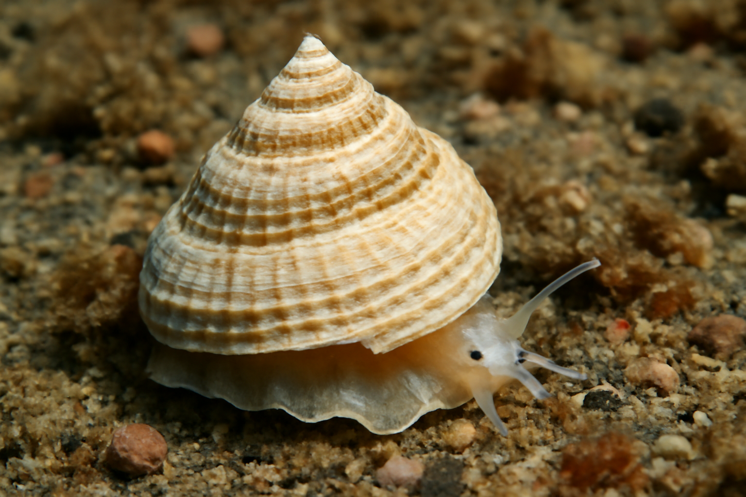Calliotropis amabilis