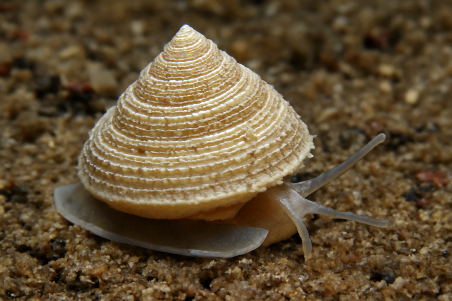 Calliotropis baetica