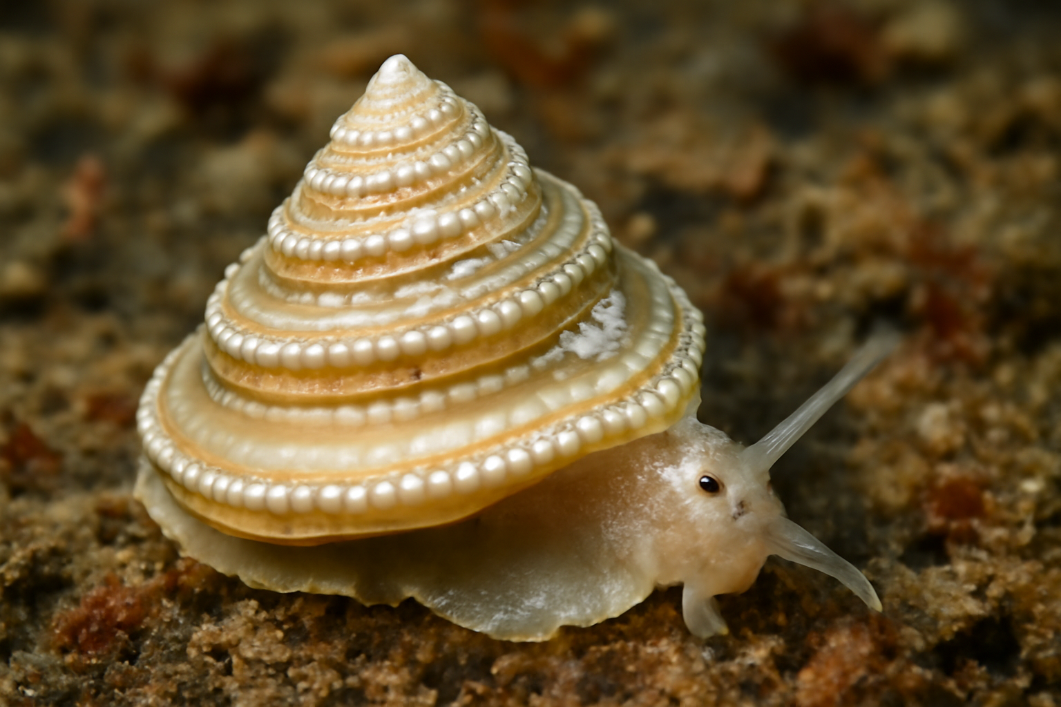 Calliotropis bellula