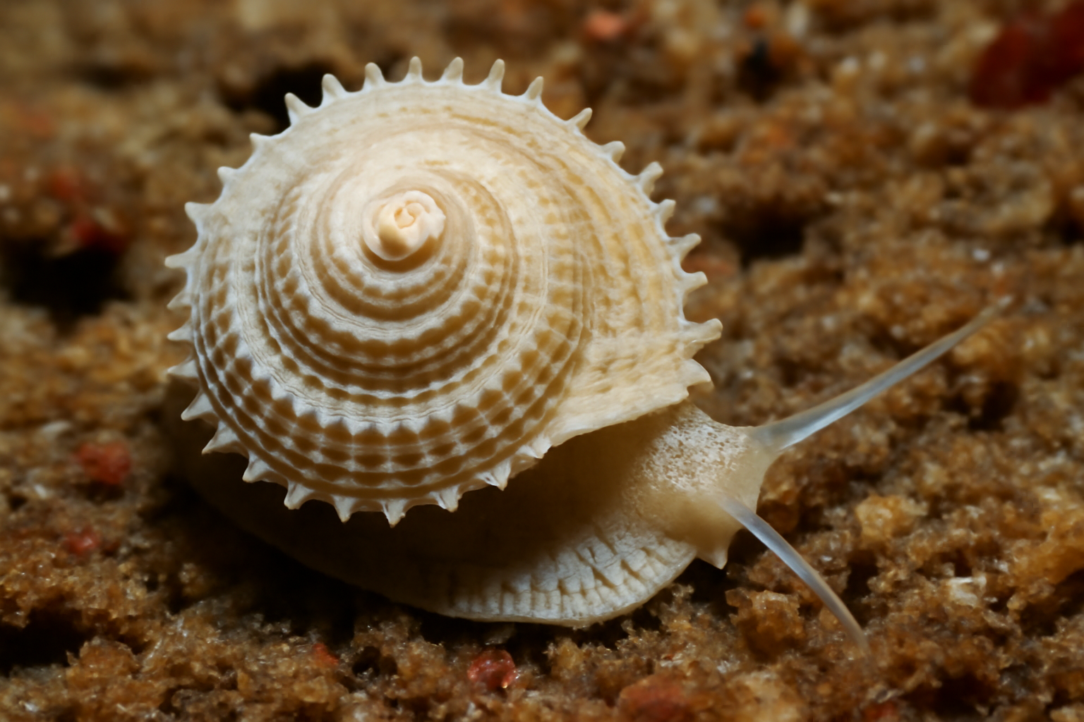 Calliotropis cancellata