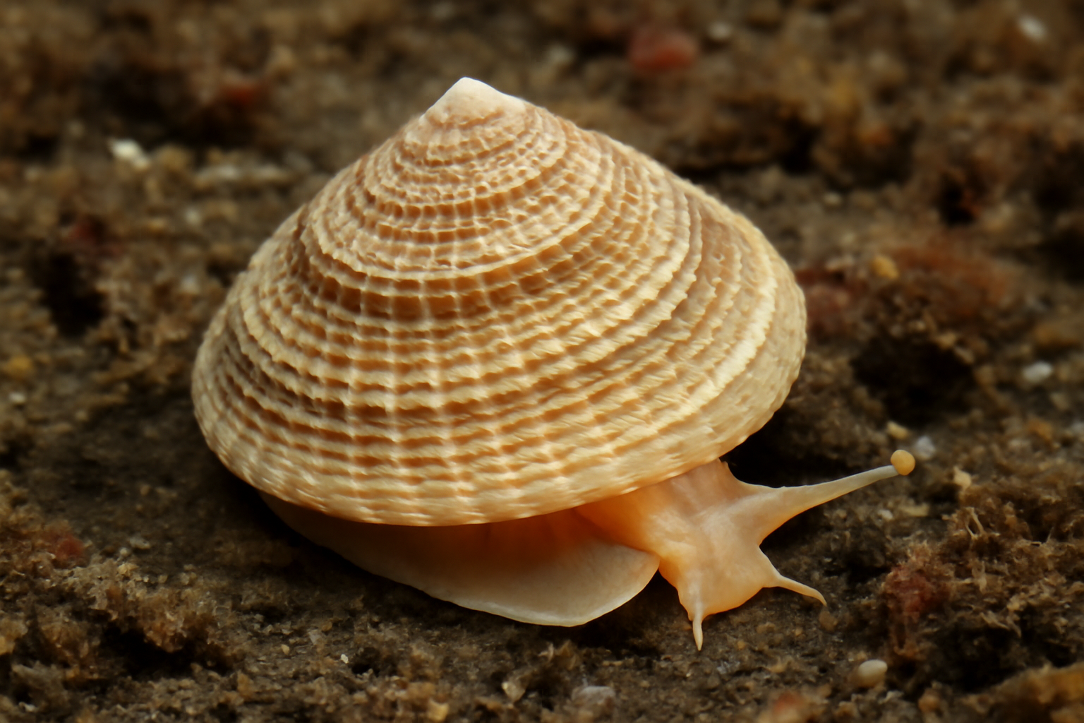 Calliotropis clypeolum