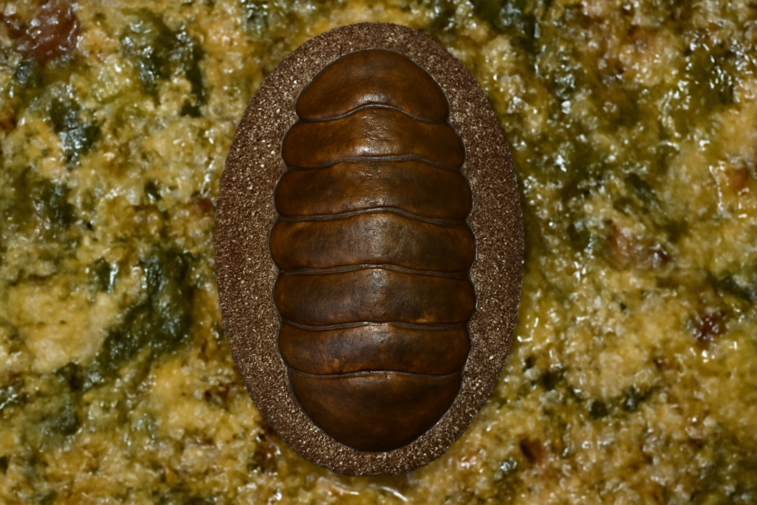 Brown Chiton