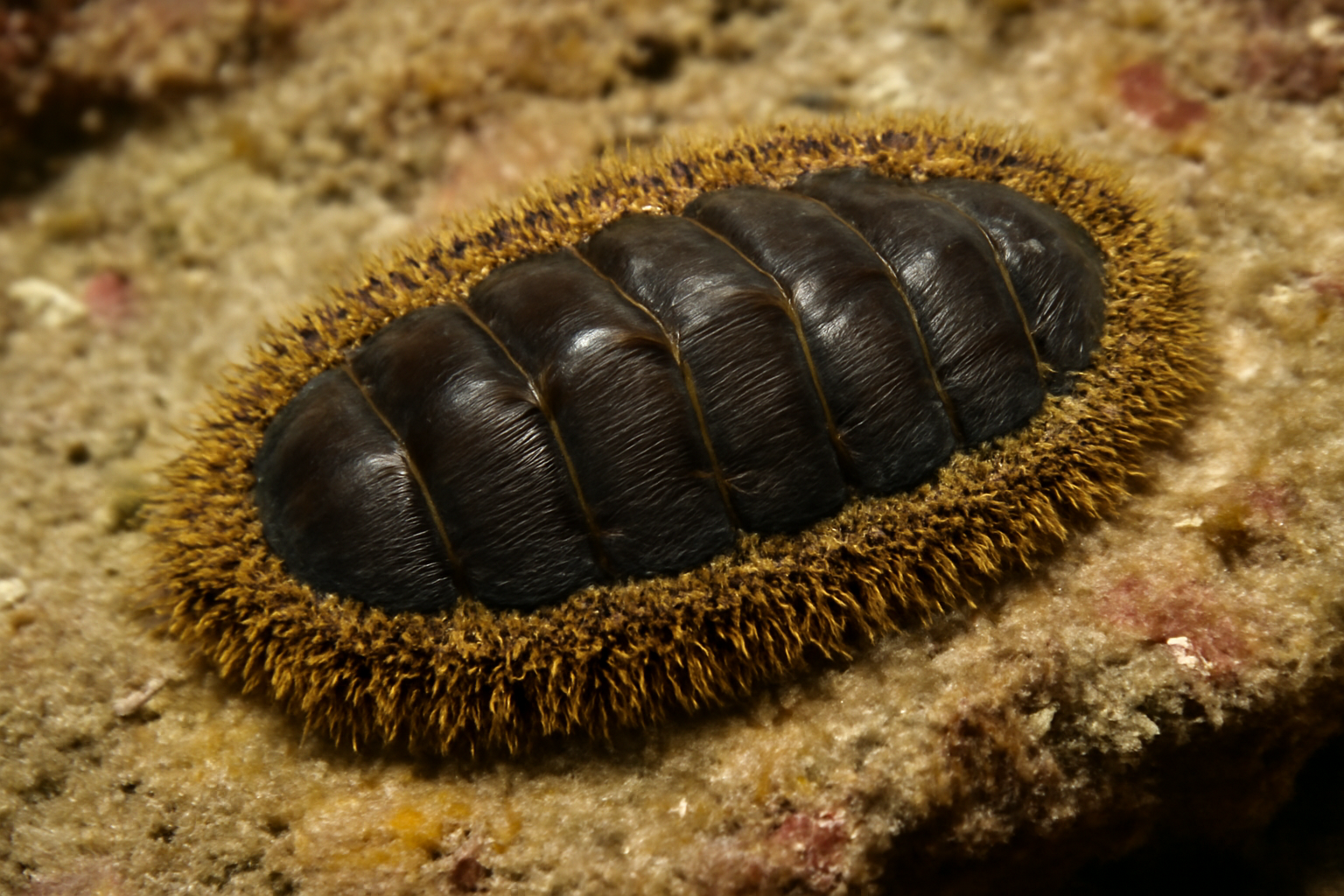 Abyssal chiton