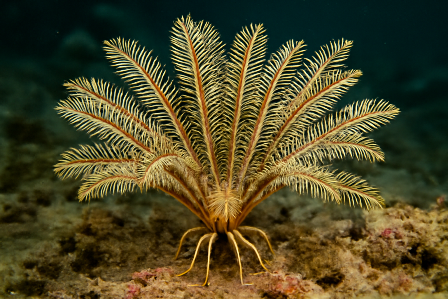 Southern Feather Star