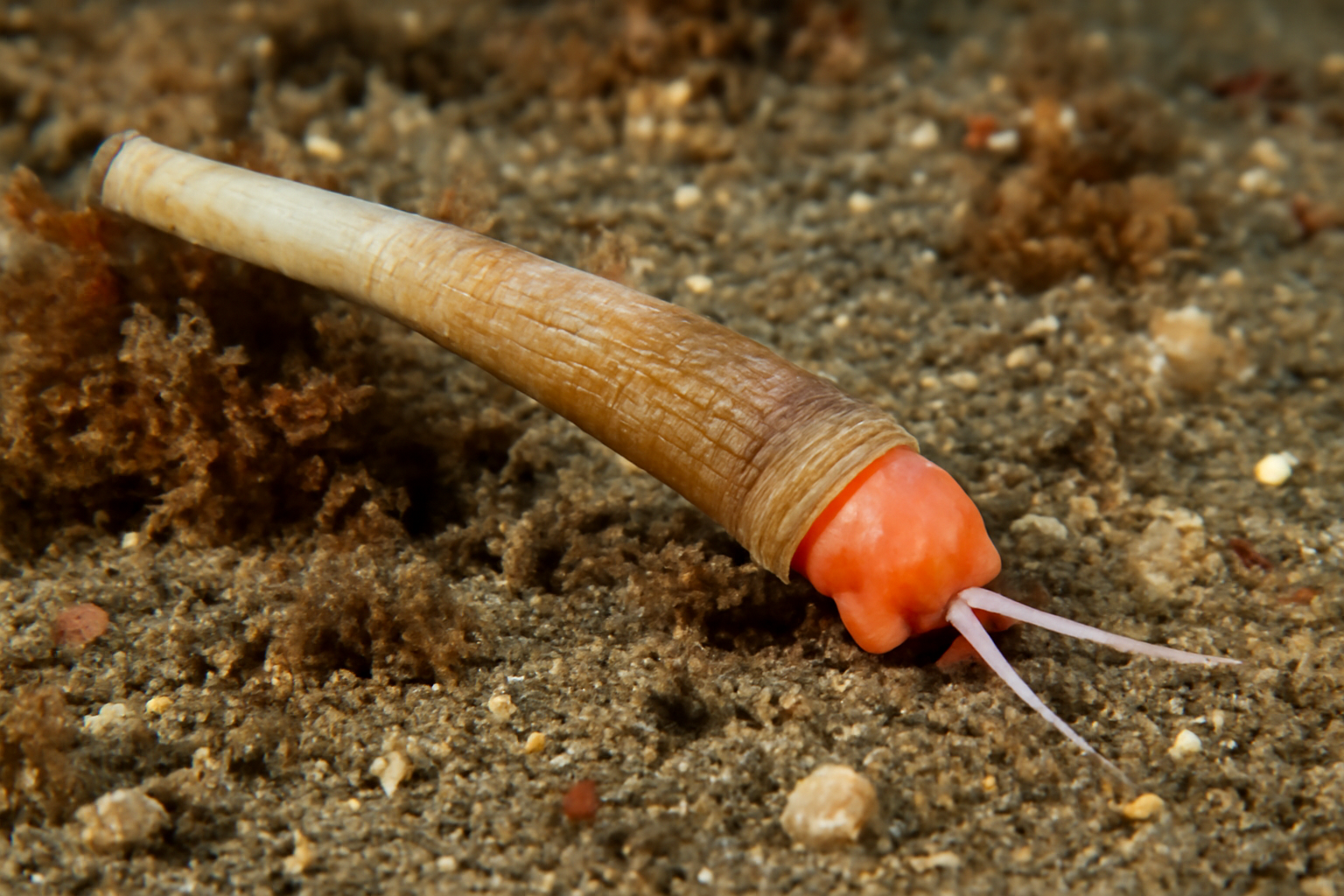 South African Tusk Shell