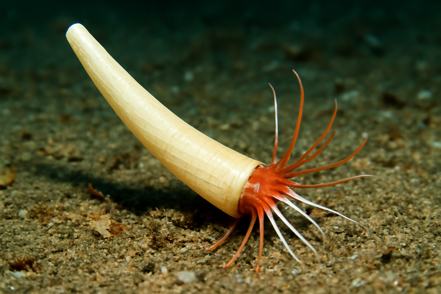Japanese Coccodentalium