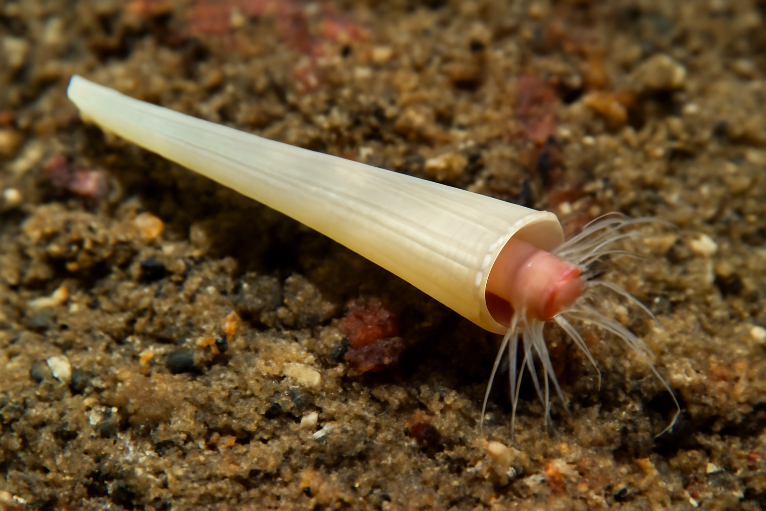 Lesser Tusk Shell