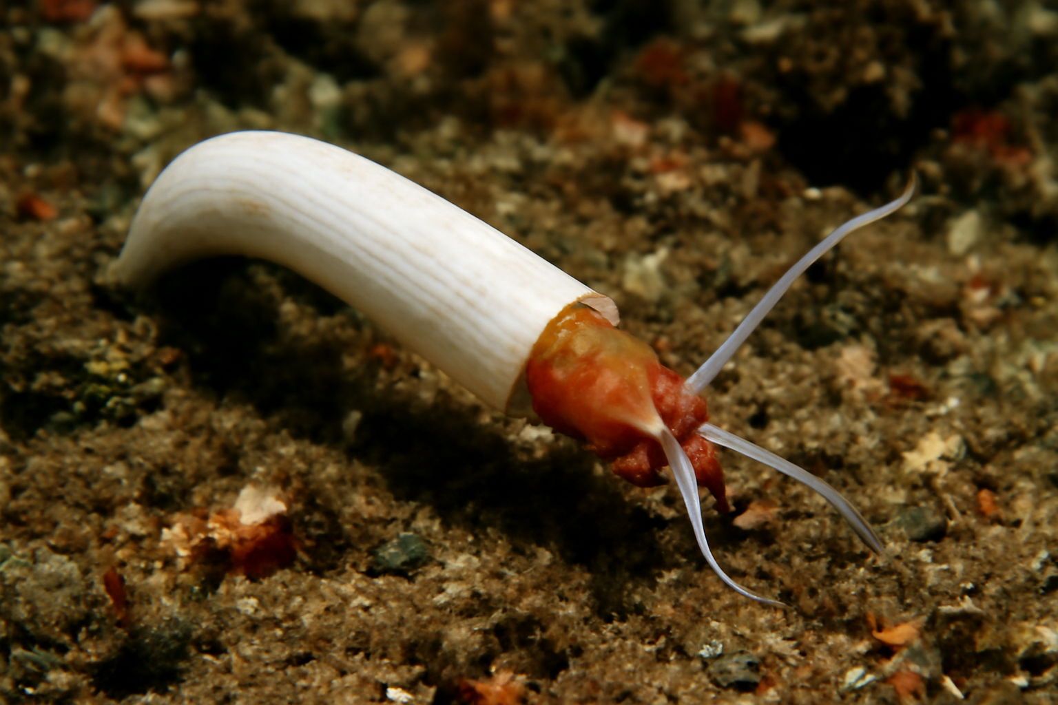 White tusk shell