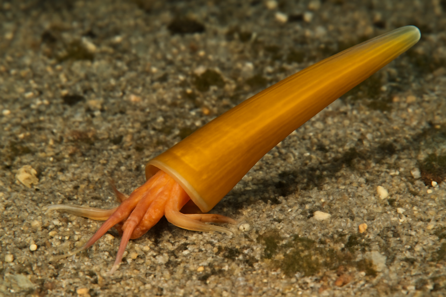 Tropical Tusk Shell