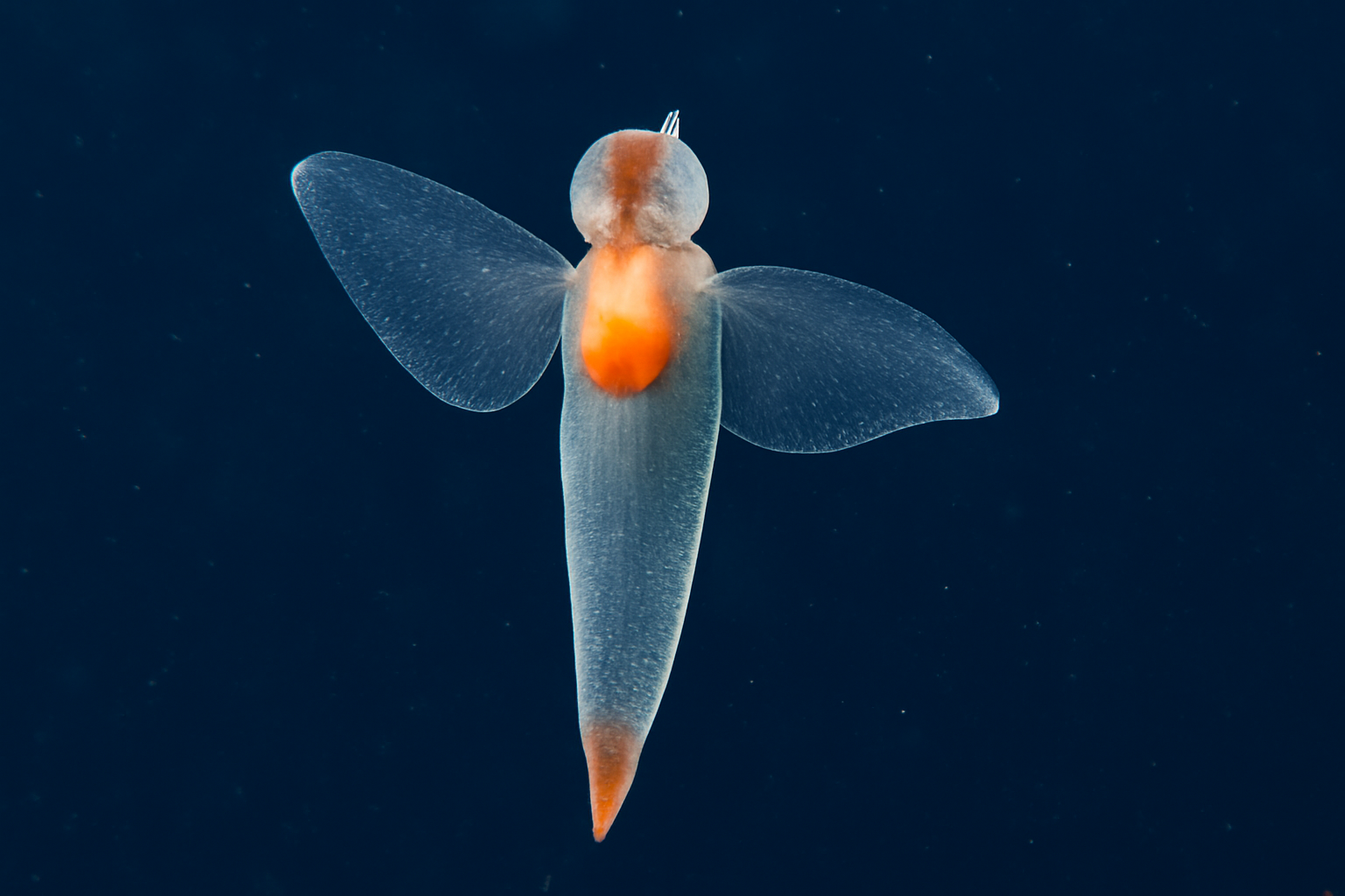 Slender sea butterfly