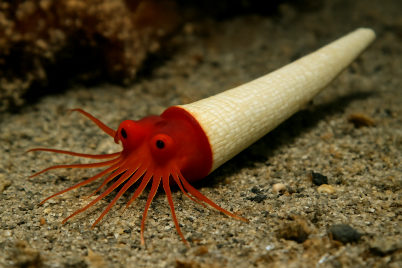 Cardinal Dentalium