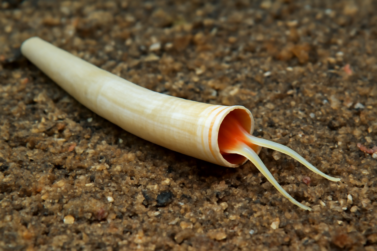Indian Tusk Shell