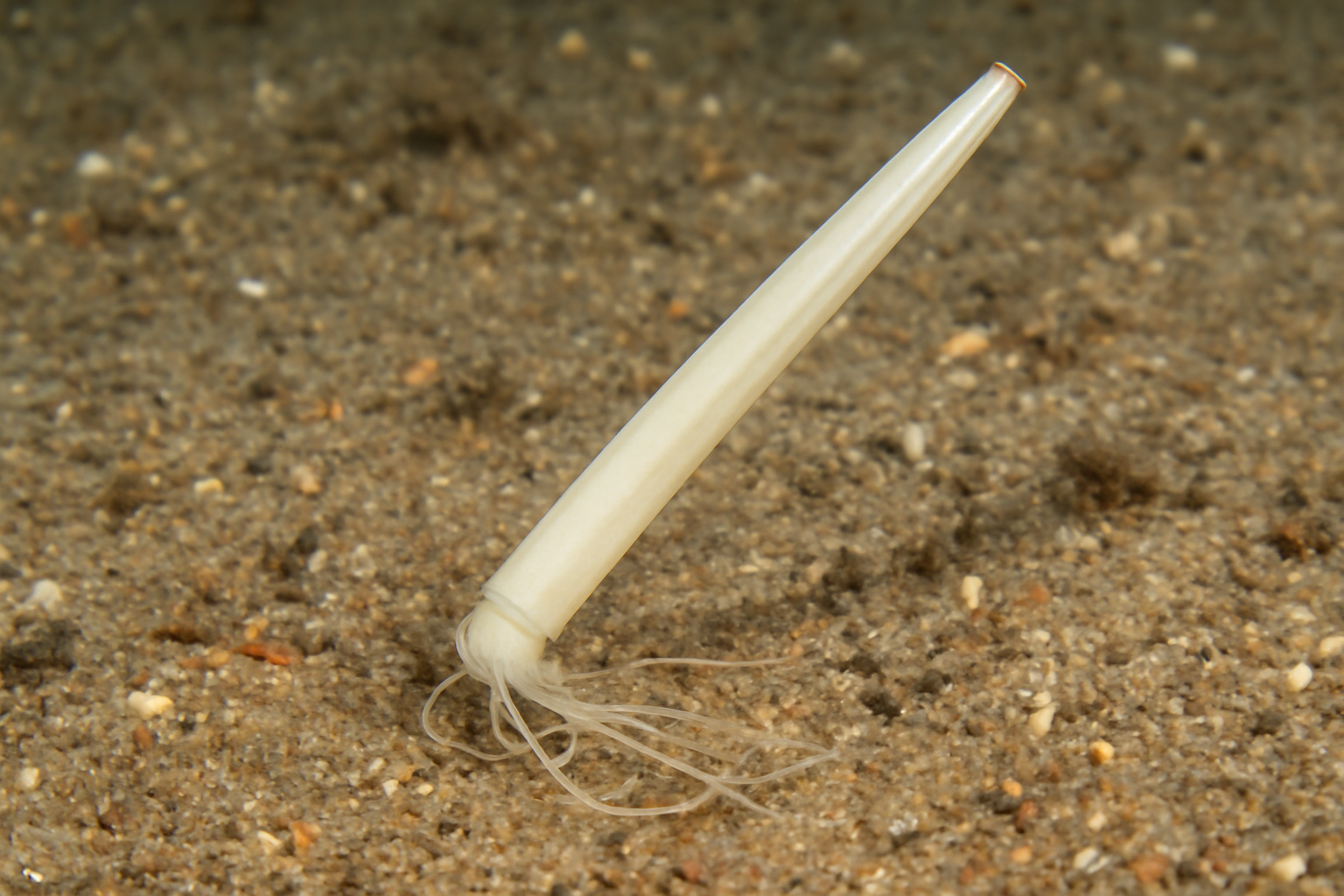 Slender Tooth Shell