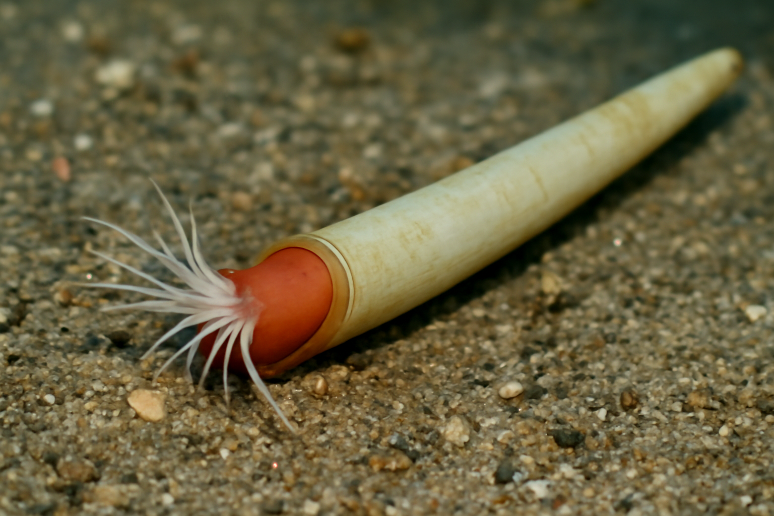 Greater Tooth Shell