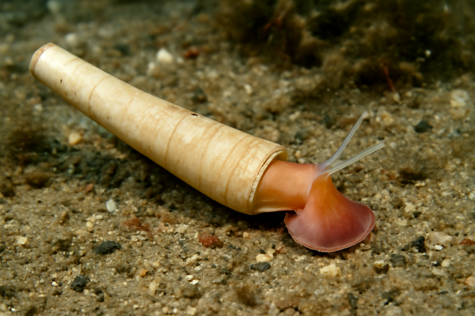 Great Barrier Tusk Shell