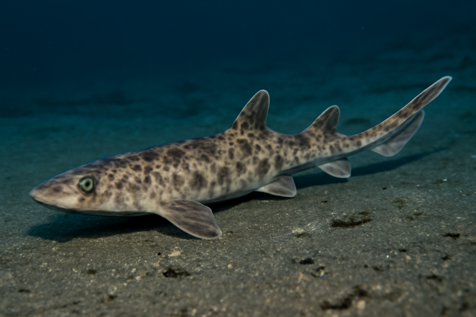 Longfin sawtail catshark