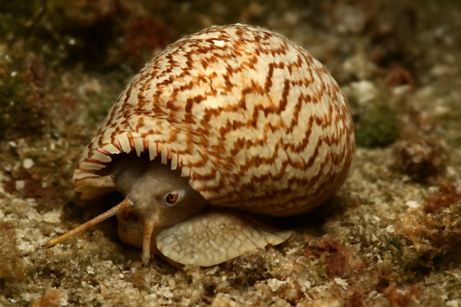 Toothed Picture Shell