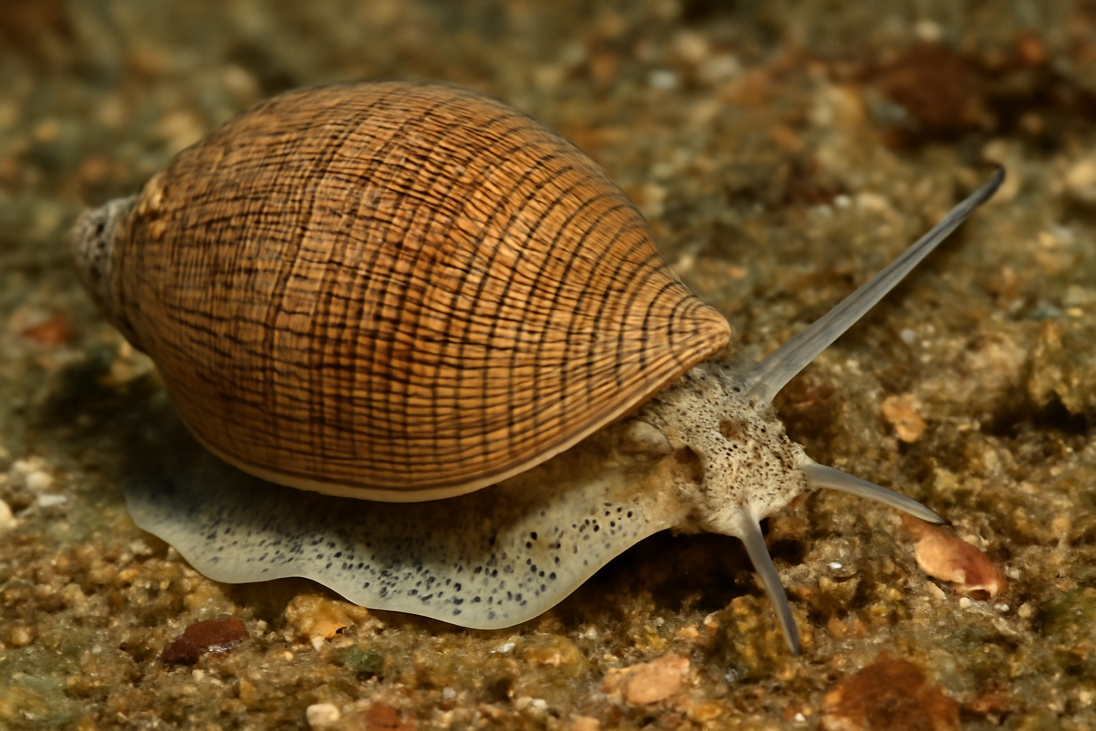 Grooved Picture Shell