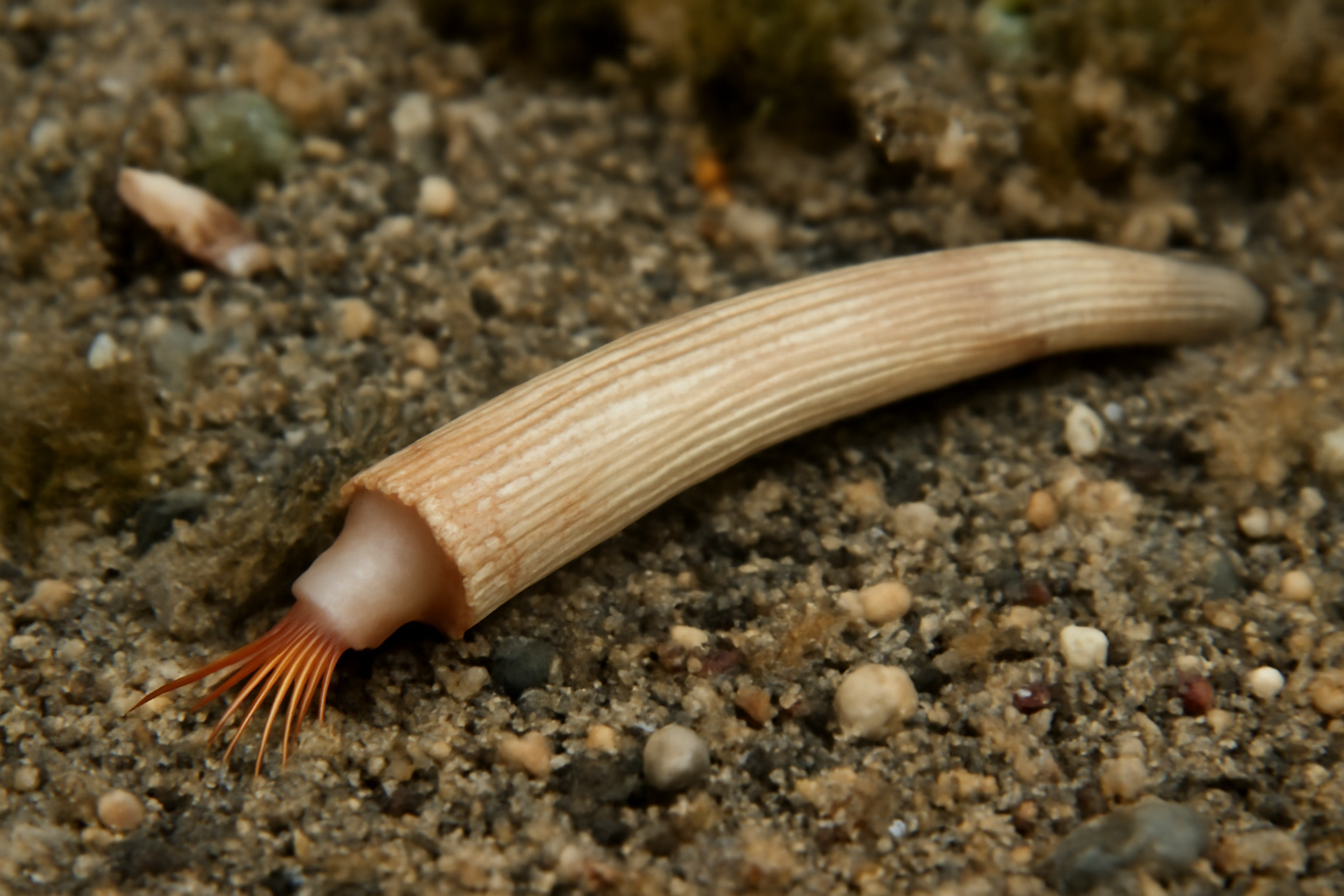 Oblique Tusk Shell