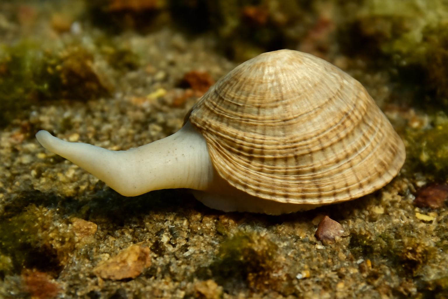Atlantic Siphon Shell