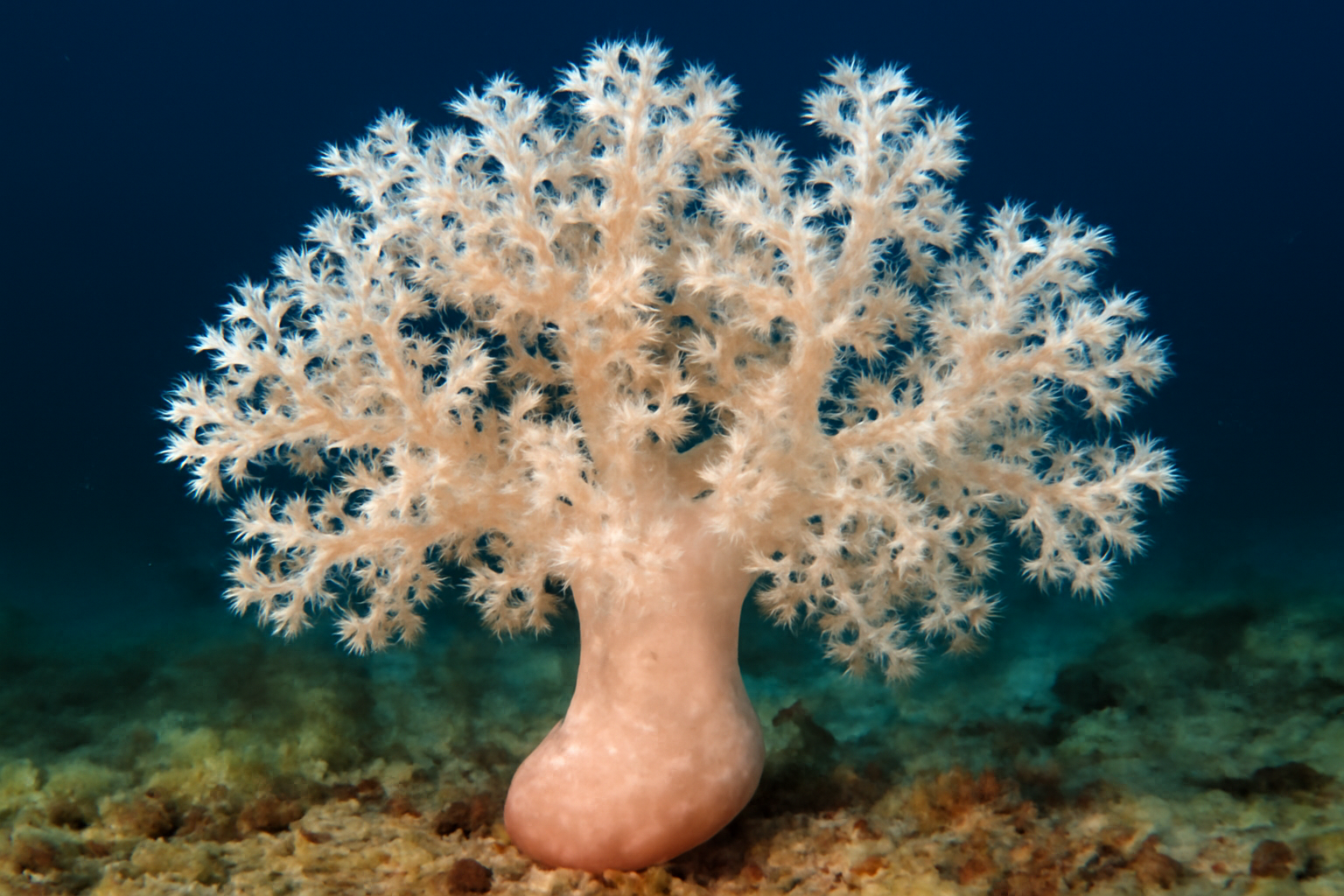 Pacific Soft Coral