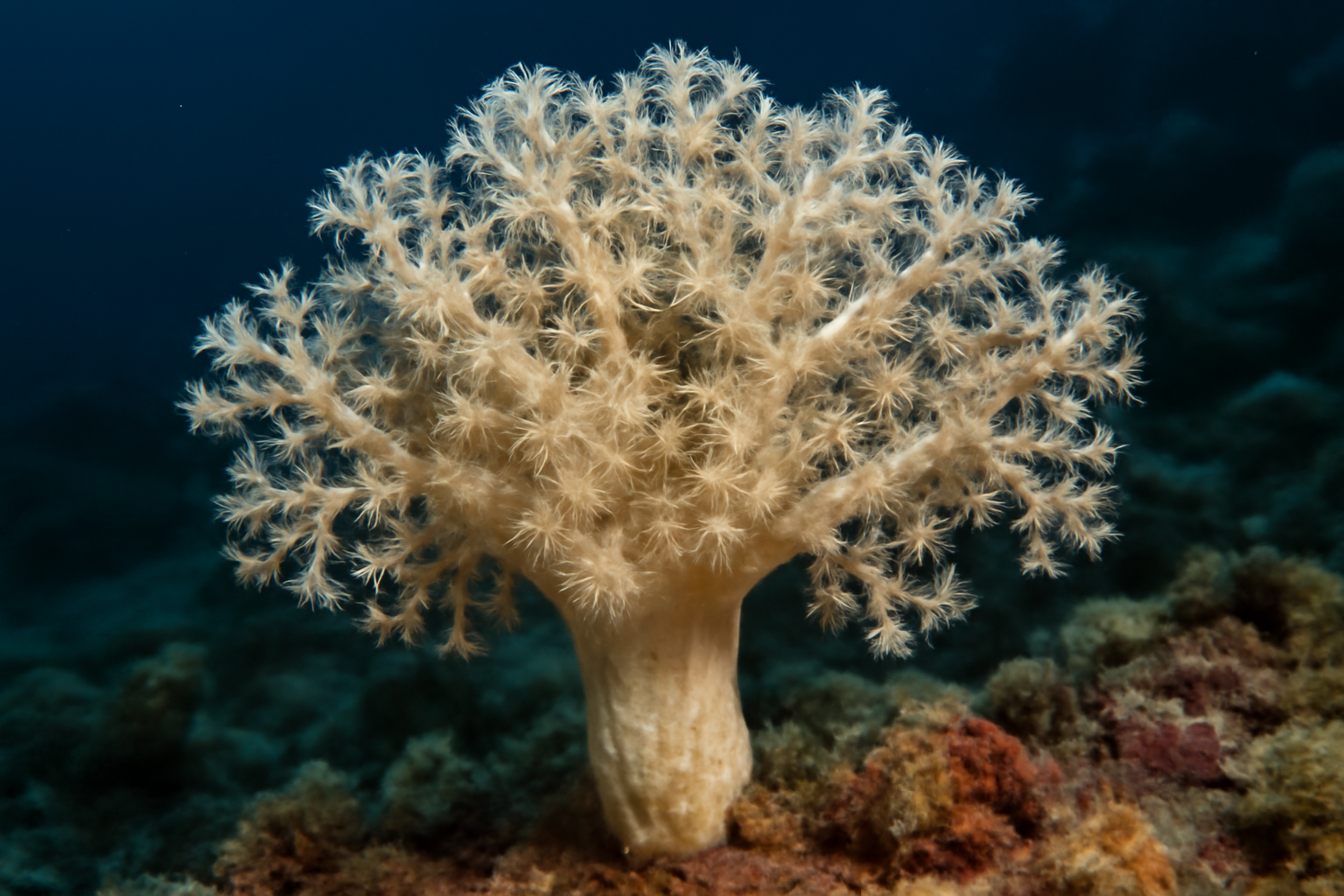 Indian Ocean Soft Coral