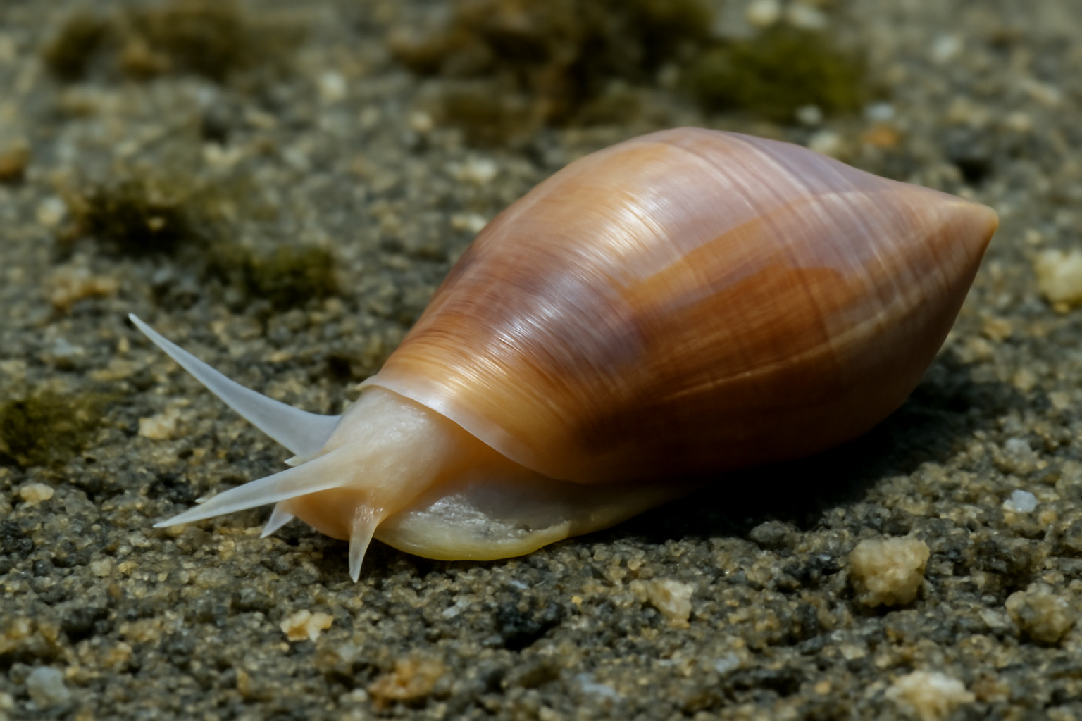 Pacific Entalinid