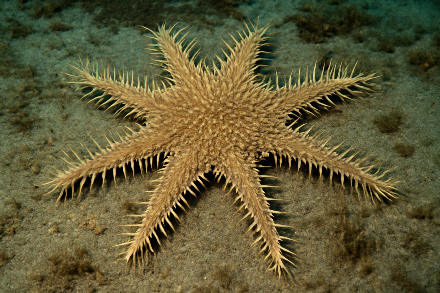 Furcasteria benthic starfish