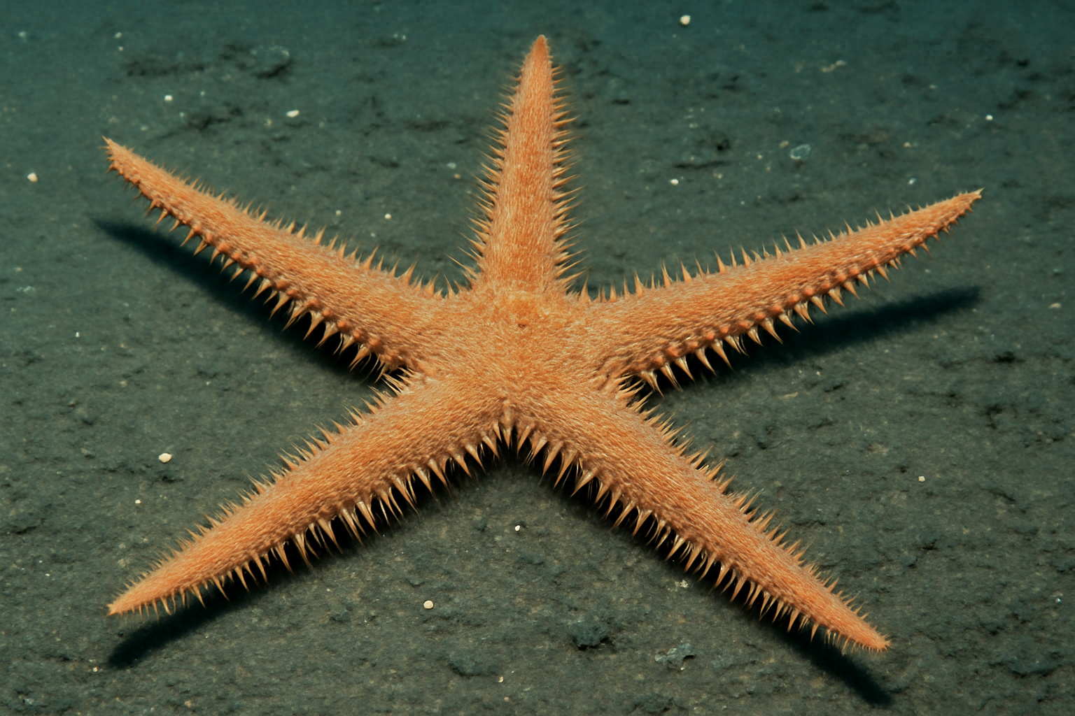 Furcasteria abyssal starfish