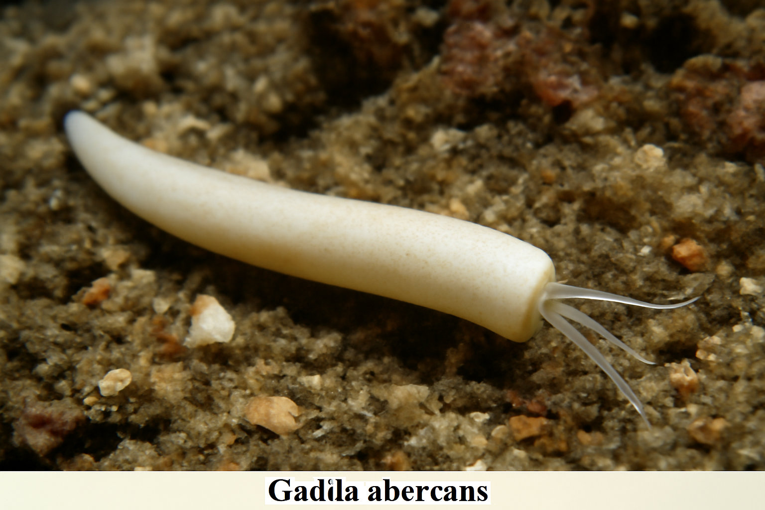 Gadila aberrans