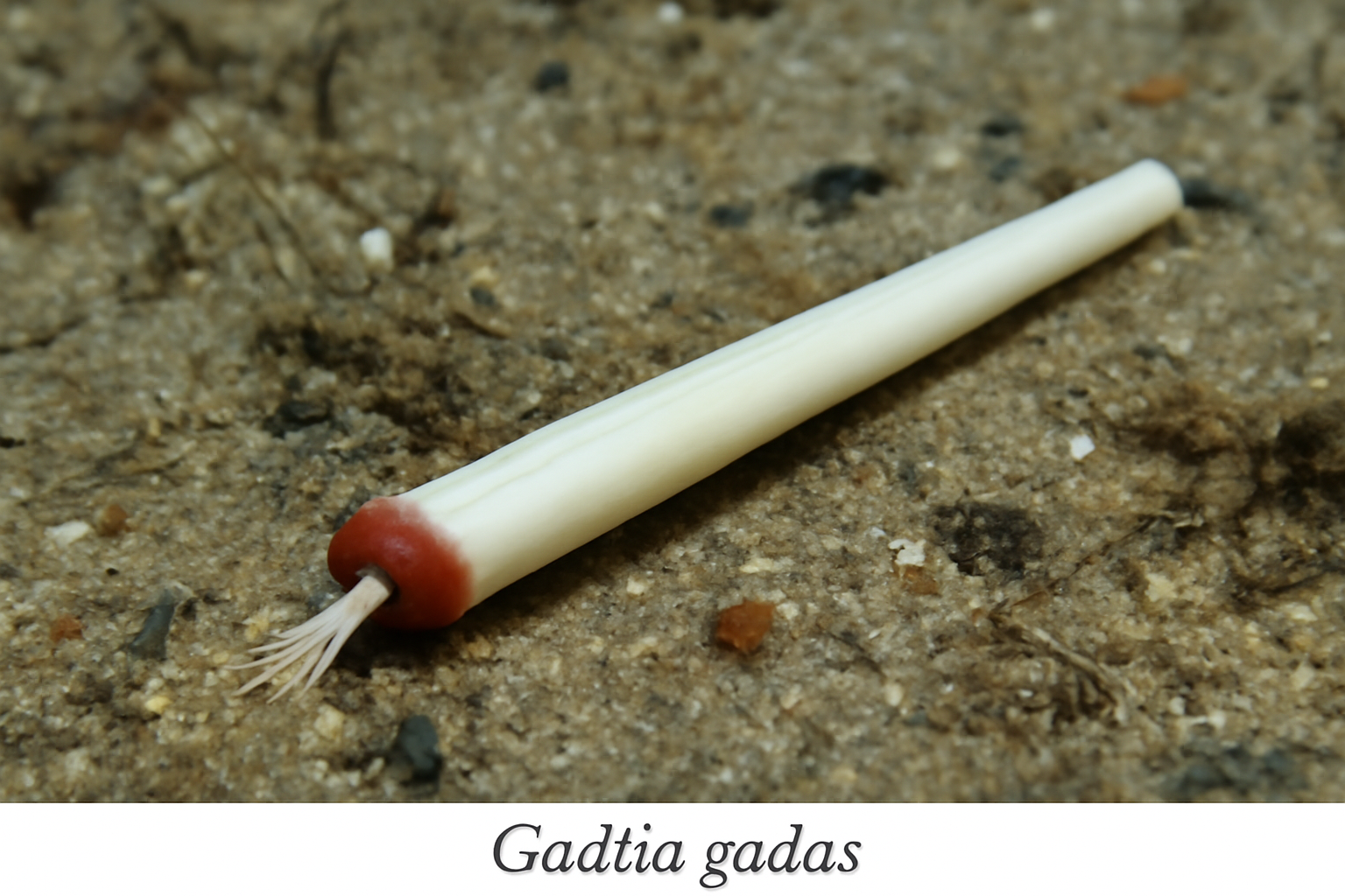 Gadila gadus