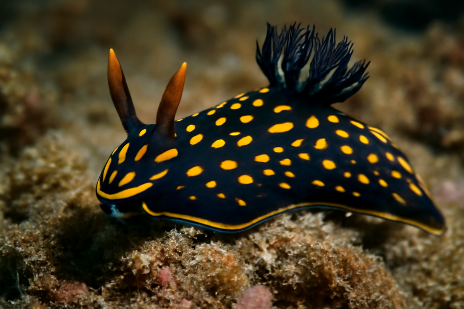 Hancock's nudibranch