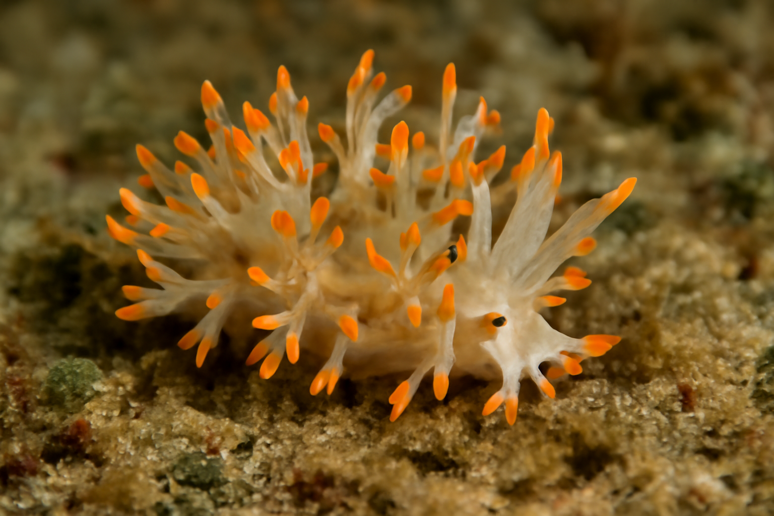 Orange-tipped hancockia