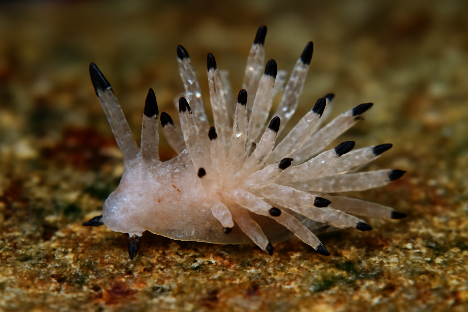 Black-tipped hancockia