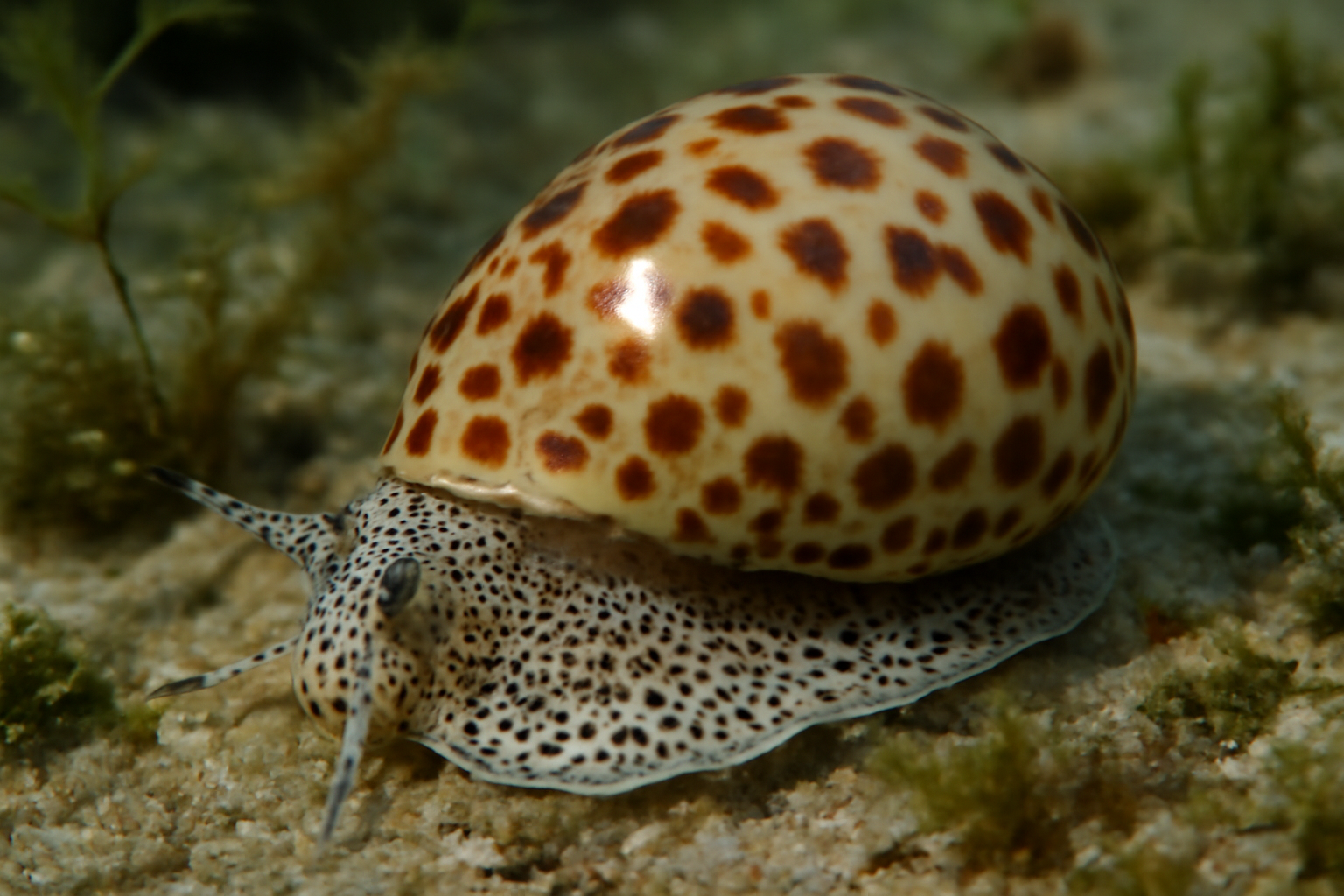 Shellburnea's Spotted Snail