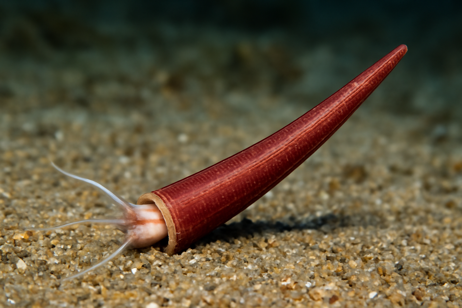 Red Tusk Shell