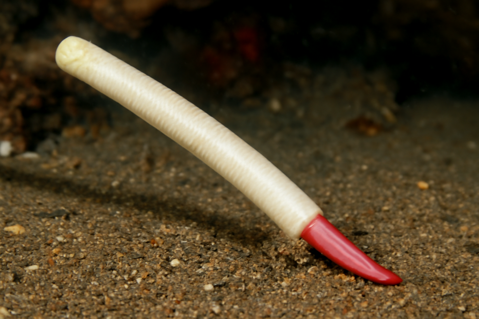 Elephant's Tusk Shell