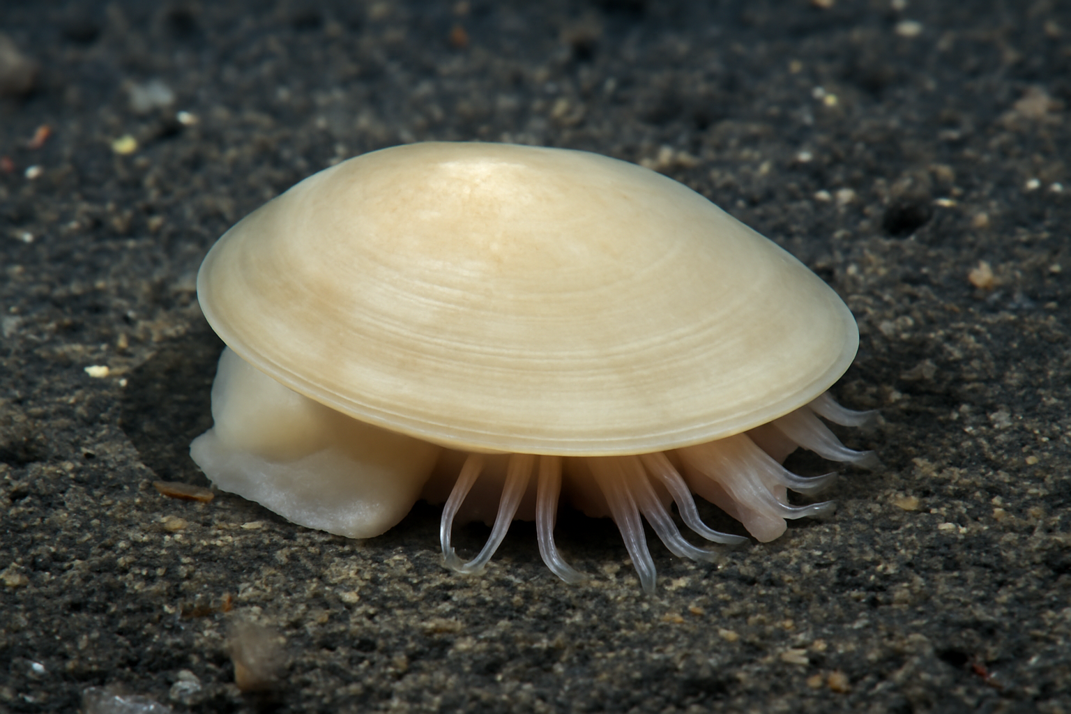 Deep Sea Monoplacophoran