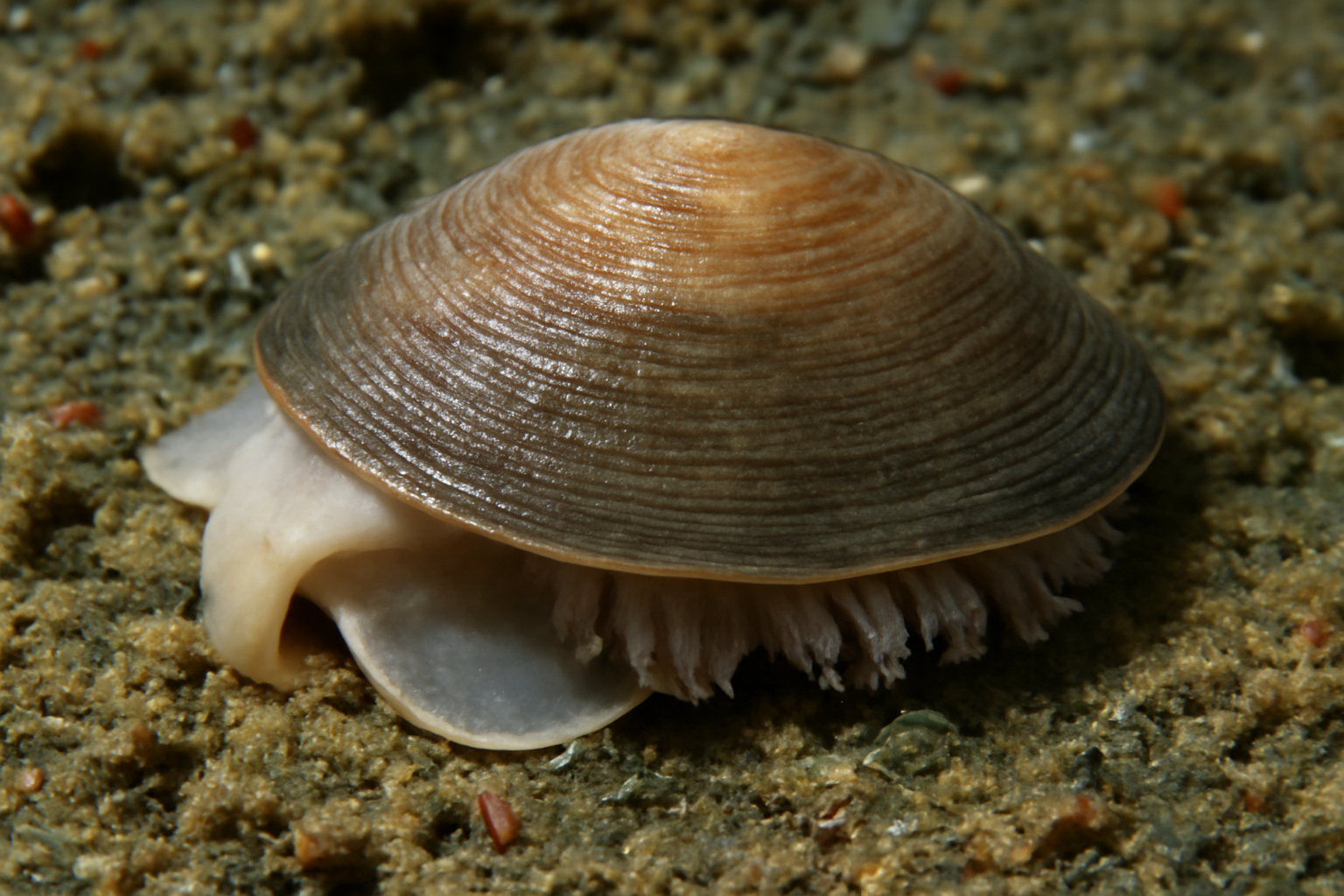 Rehder's Monoplacophoran