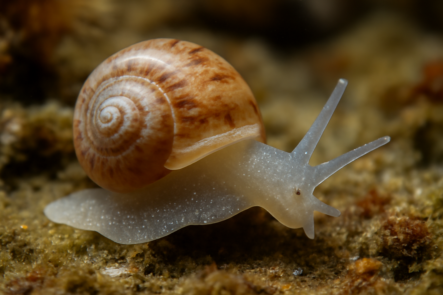 Arctic Micromollusk