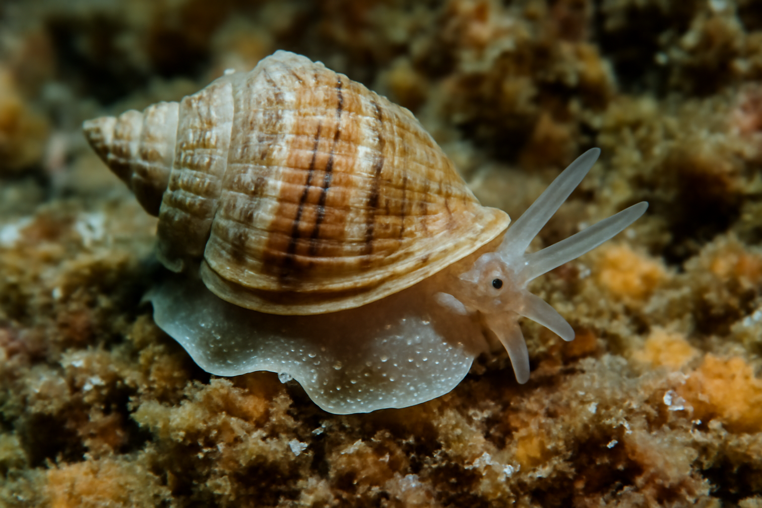 Mediterranean Micromollusk