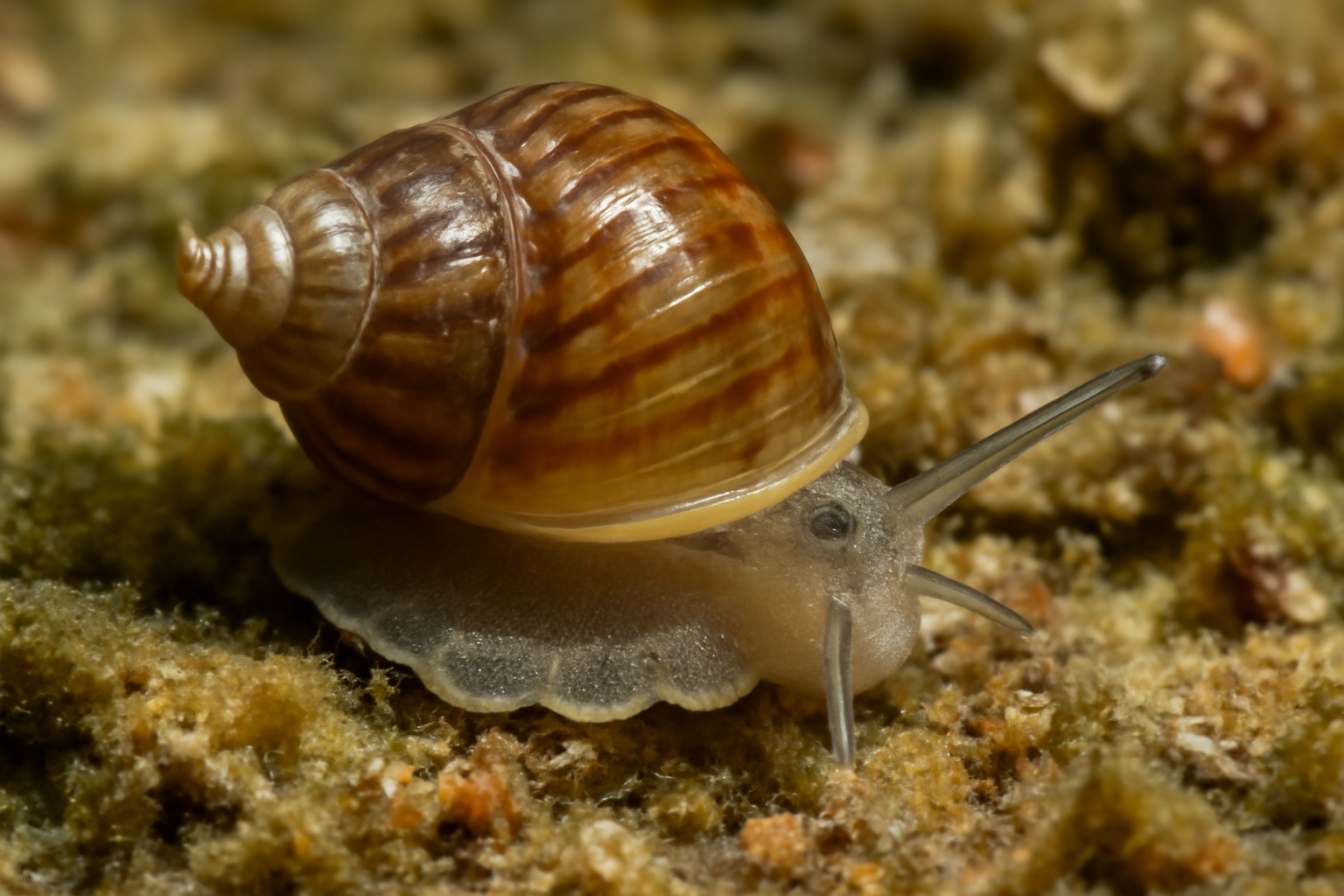 Atlantic Micromollusk